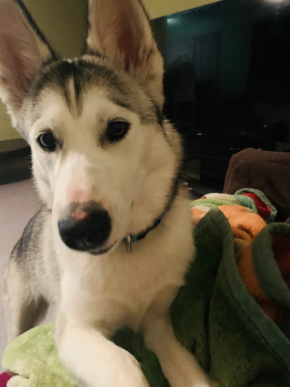 Lost dog in Tulsa, OK, 74146