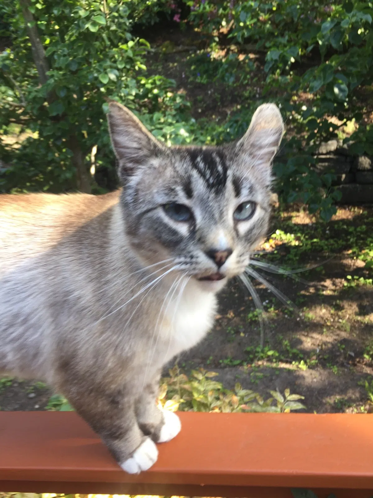 Lost cat in Port Orchard, WA, 98367