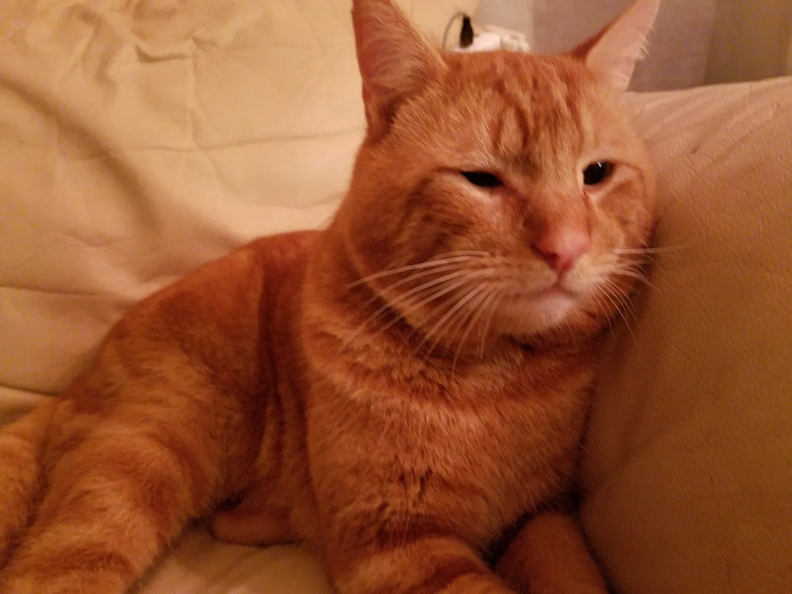 Lost cat in Gig Harbor, WA, 98335