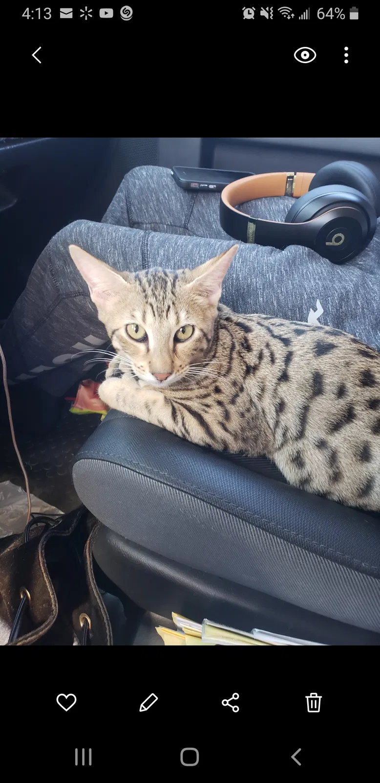 Lost cat in Salinas, CA, 93905
