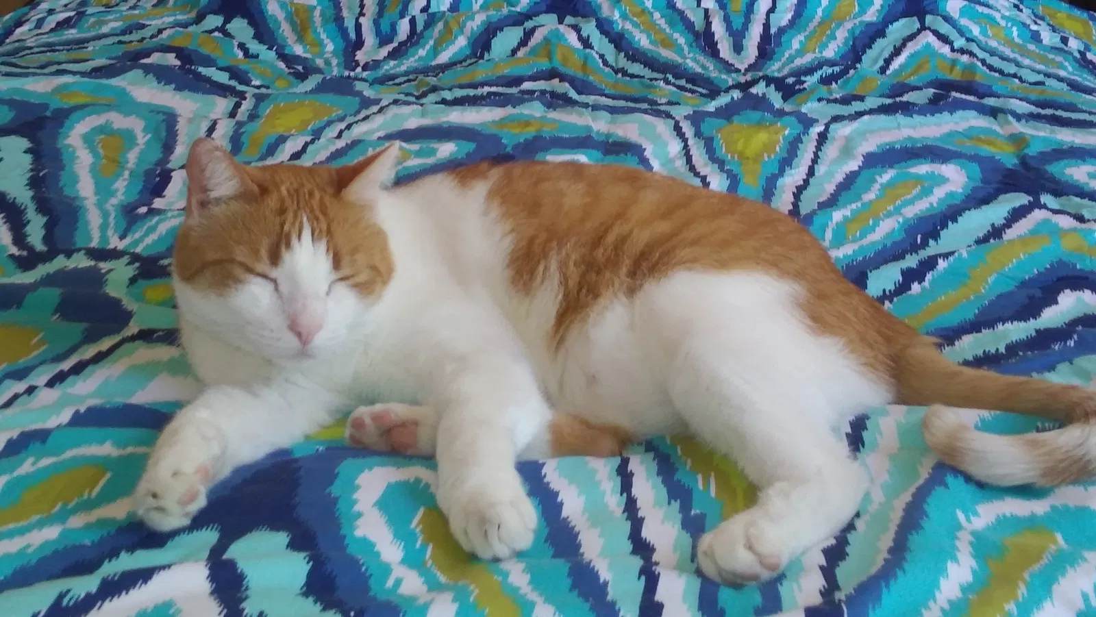 Lost cat in Rio Rancho, NM, 87124
