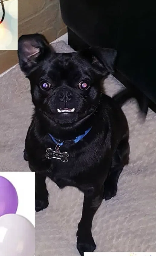 Lost dog in Mesa, AZ, 85210