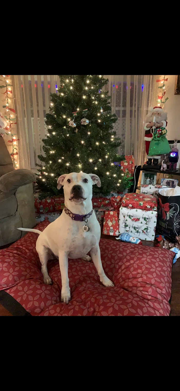 Lost dog in Phoenix, AZ, 85006
