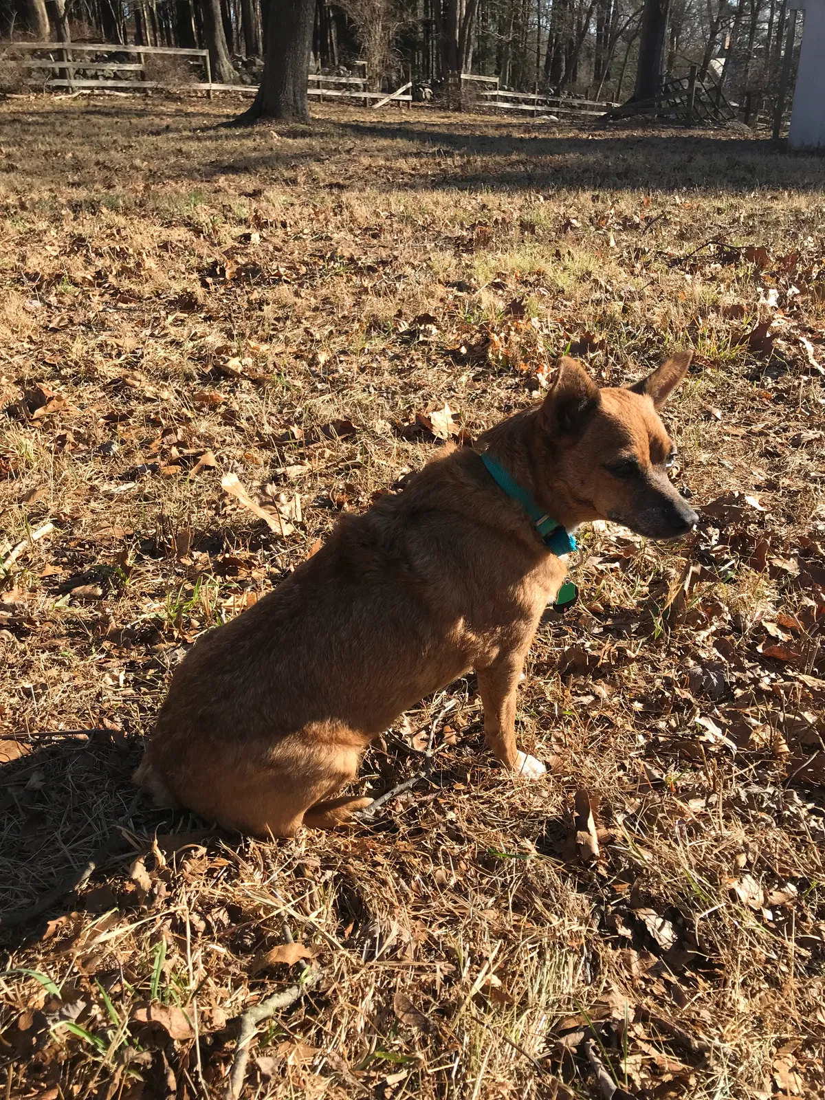 Lost dog in Chicago, IL, 60613