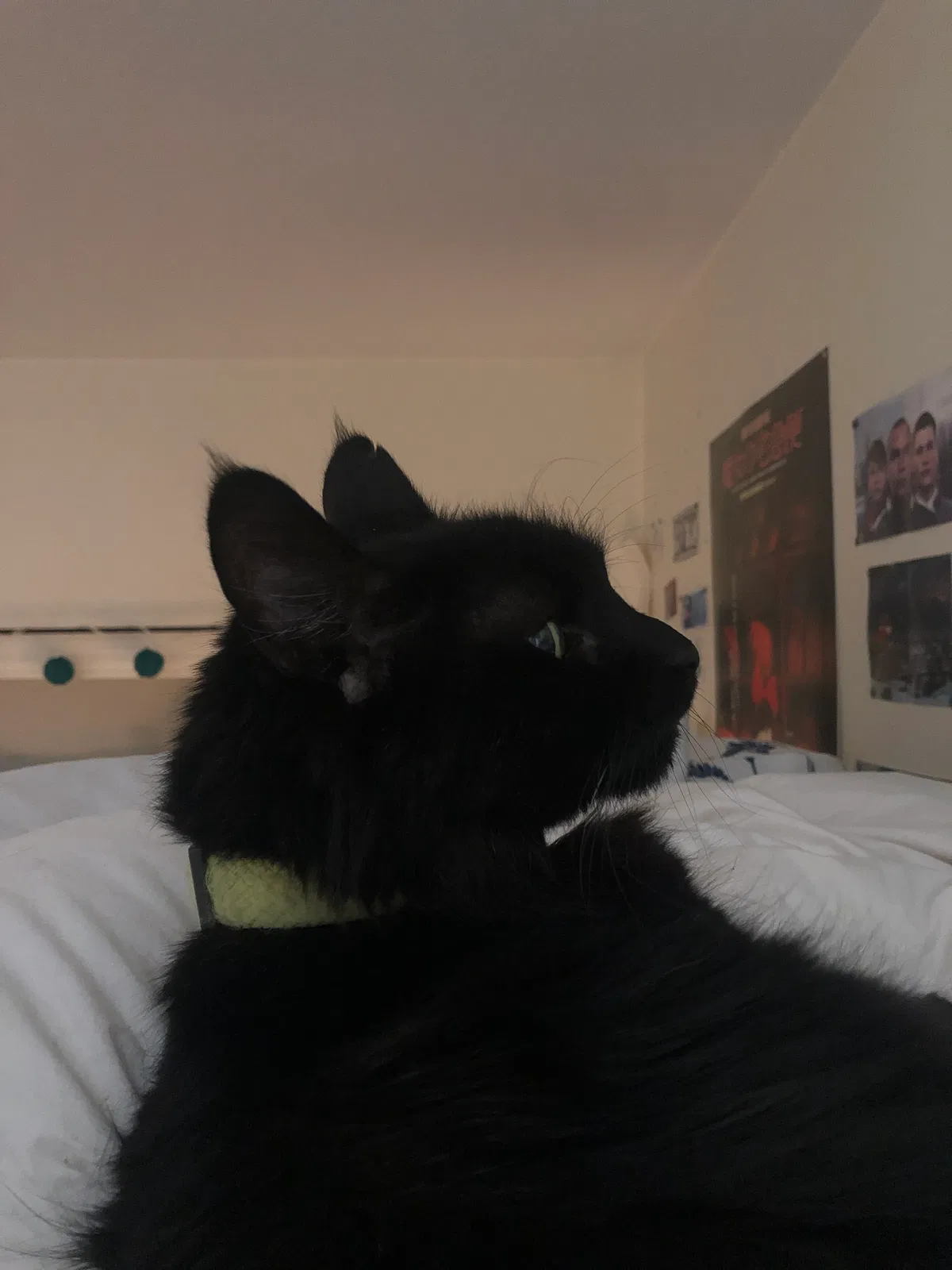 Lost cat in Thousand Oaks, CA, 91362