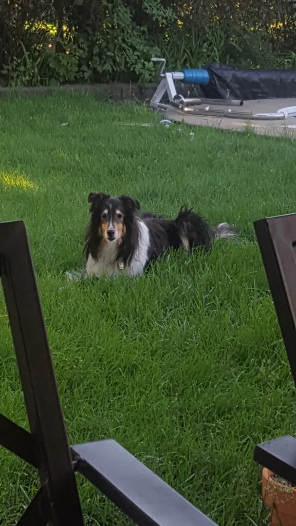 Lost dog in Buffalo, NY, 14221