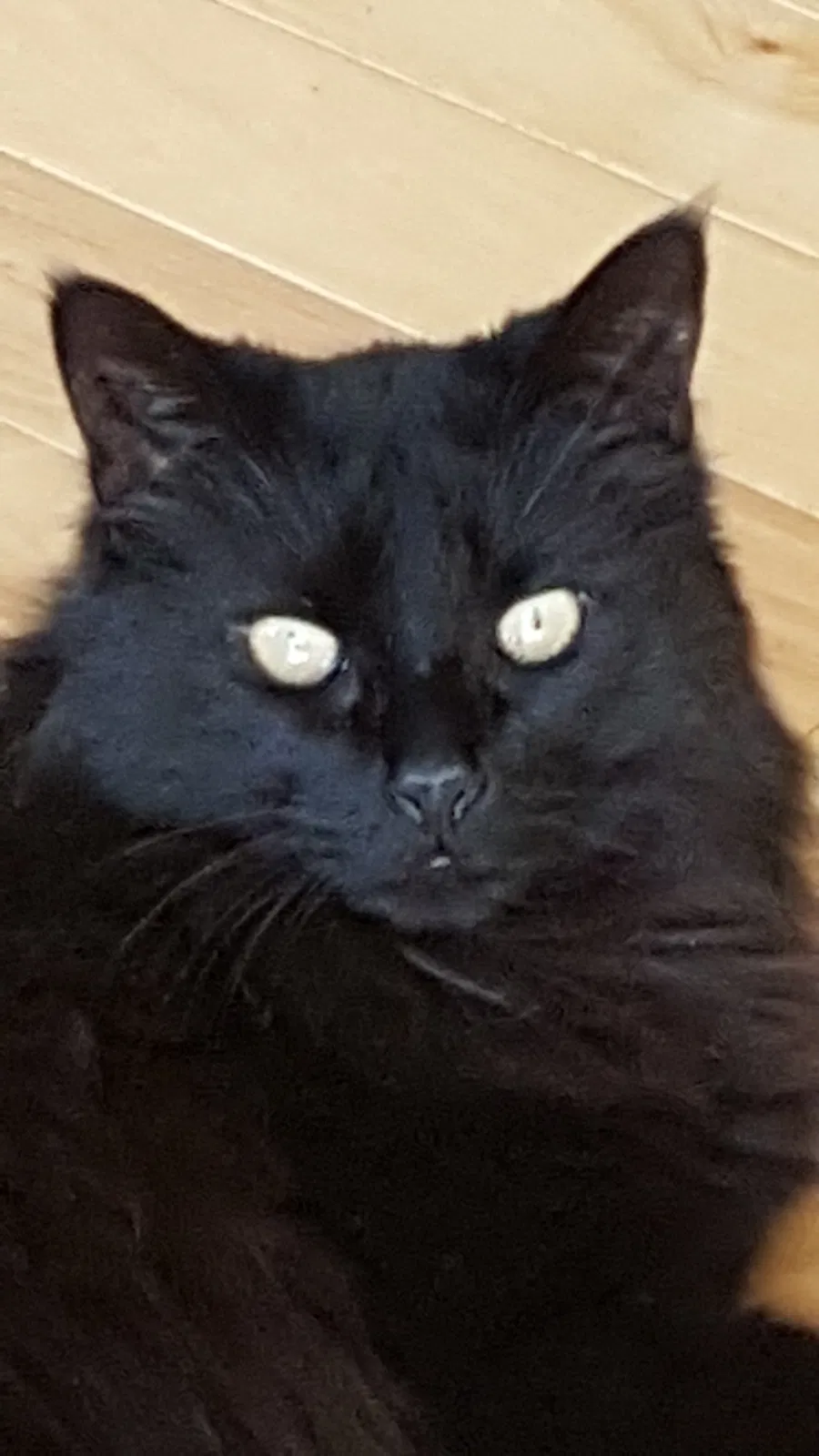 Lost cat in Lady Lake, FL, 32159