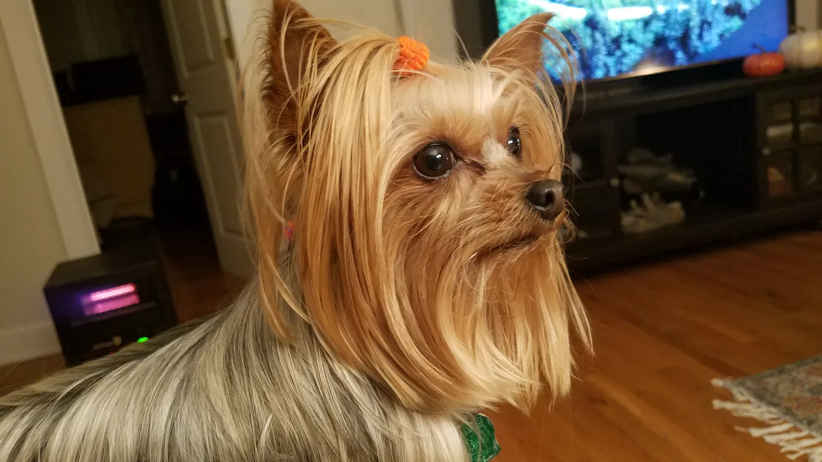 Lost dog in North Fort Myers, FL, 33917