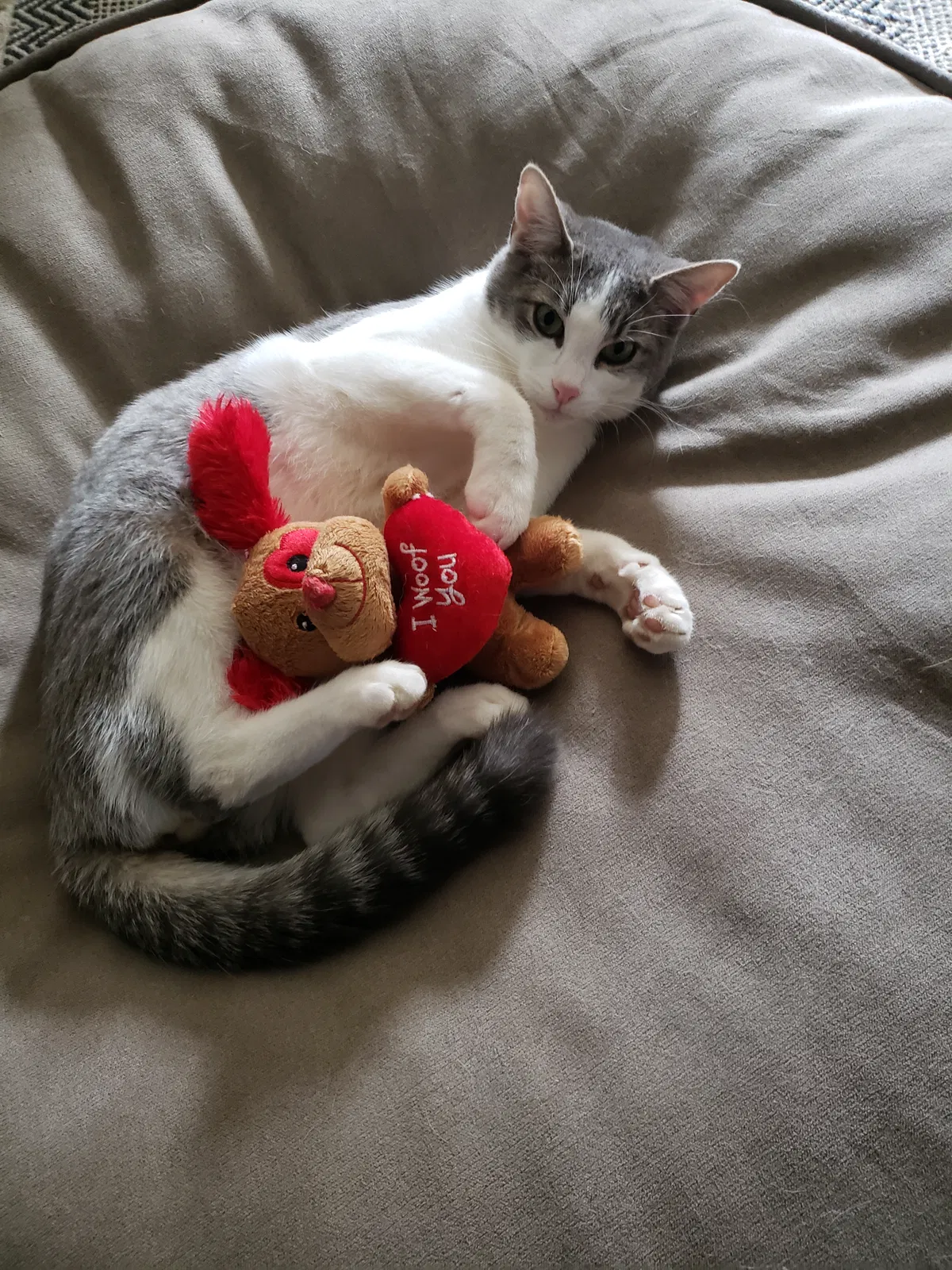 Lost cat in Mcminnville, OR, 97128