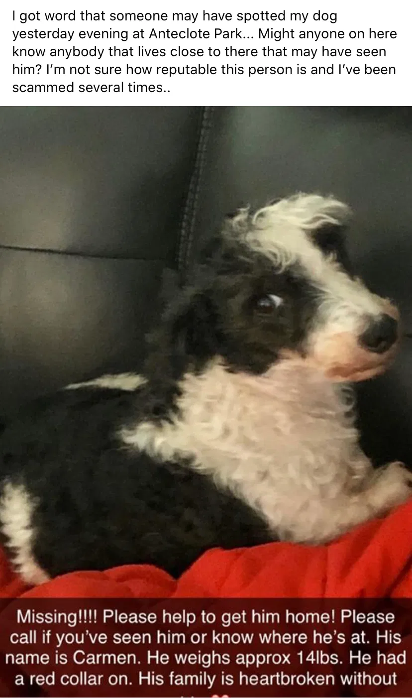 Lost dog in New Port Richey, FL, 34652
