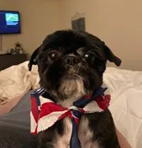 Lost dog in Taylors, SC, 29687