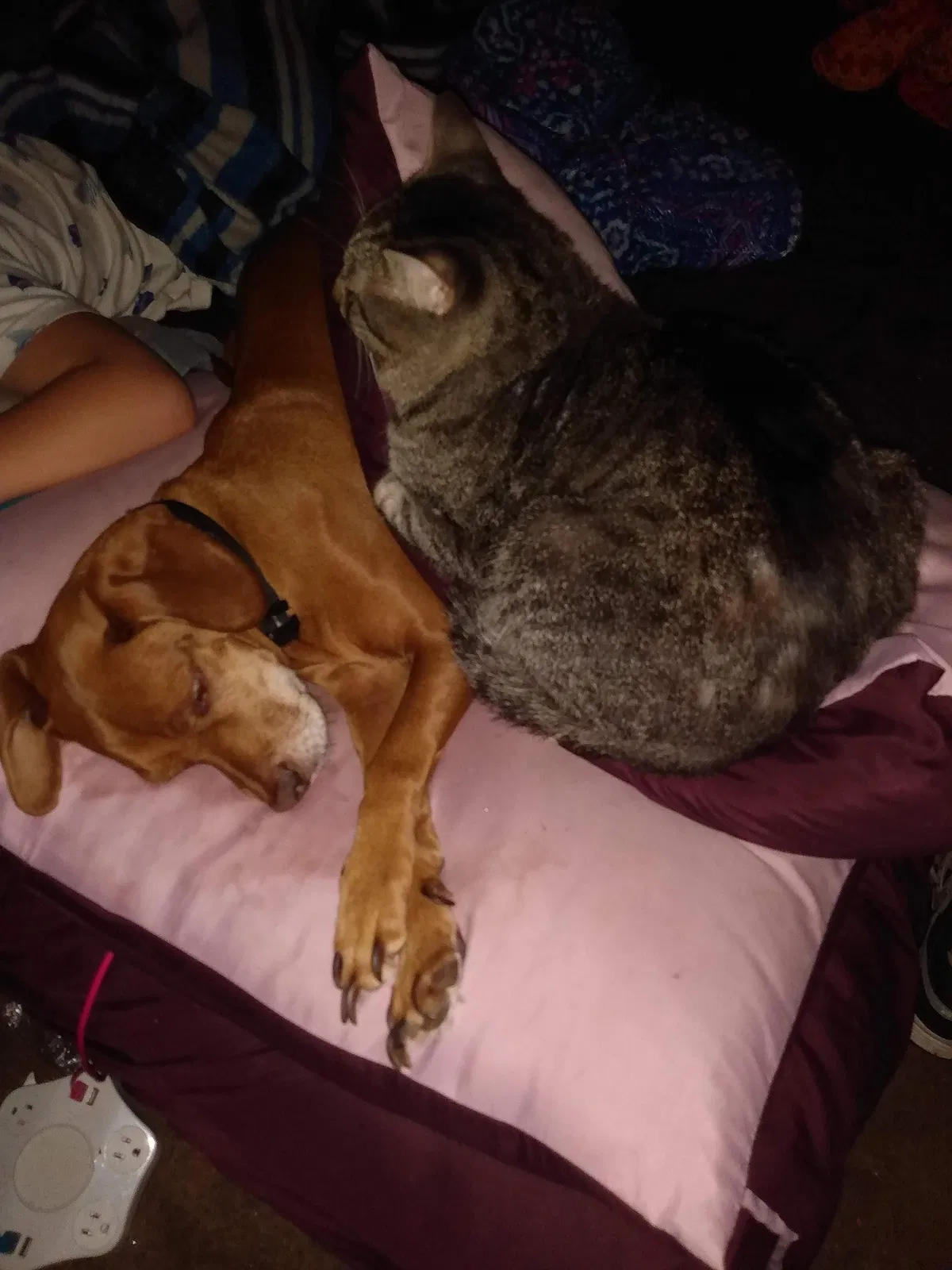 Lost dog in Jefferson City, TN, 37760