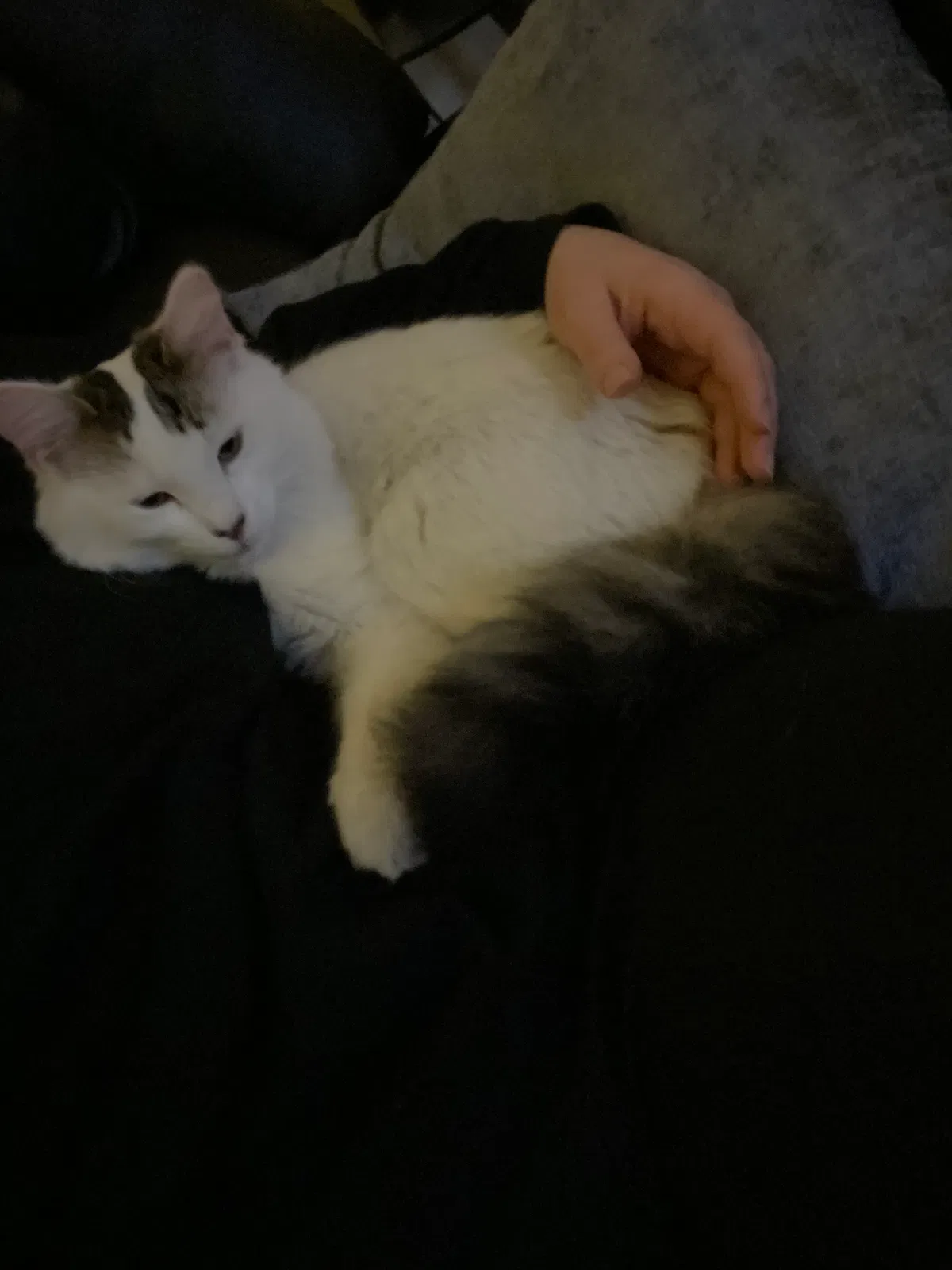 Lost cat in North Las Vegas, NV, 89031