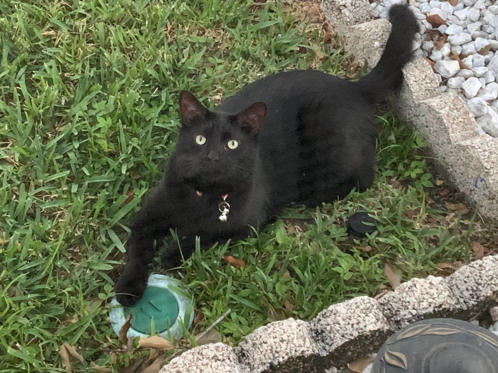 Lost cat in Kissimmee, FL, 34743
