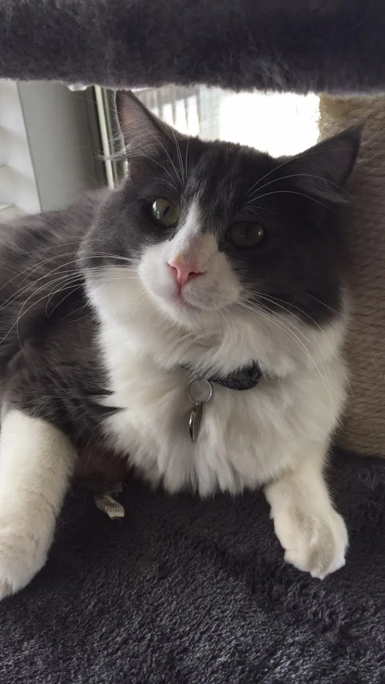 Lost cat in Chino, CA, 91710