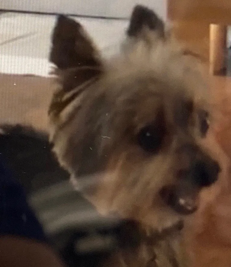 Lost dog in Miami, FL, 33145