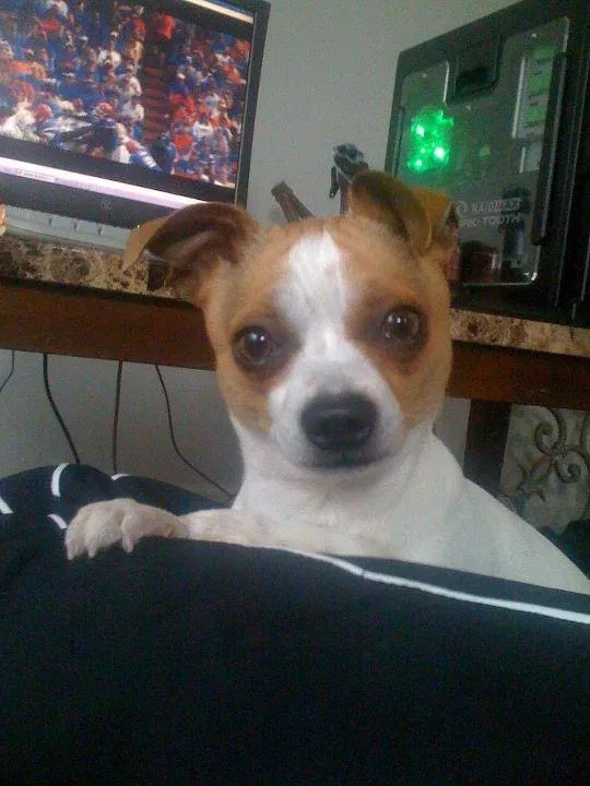 Lost dog in La Porte, TX, 77571