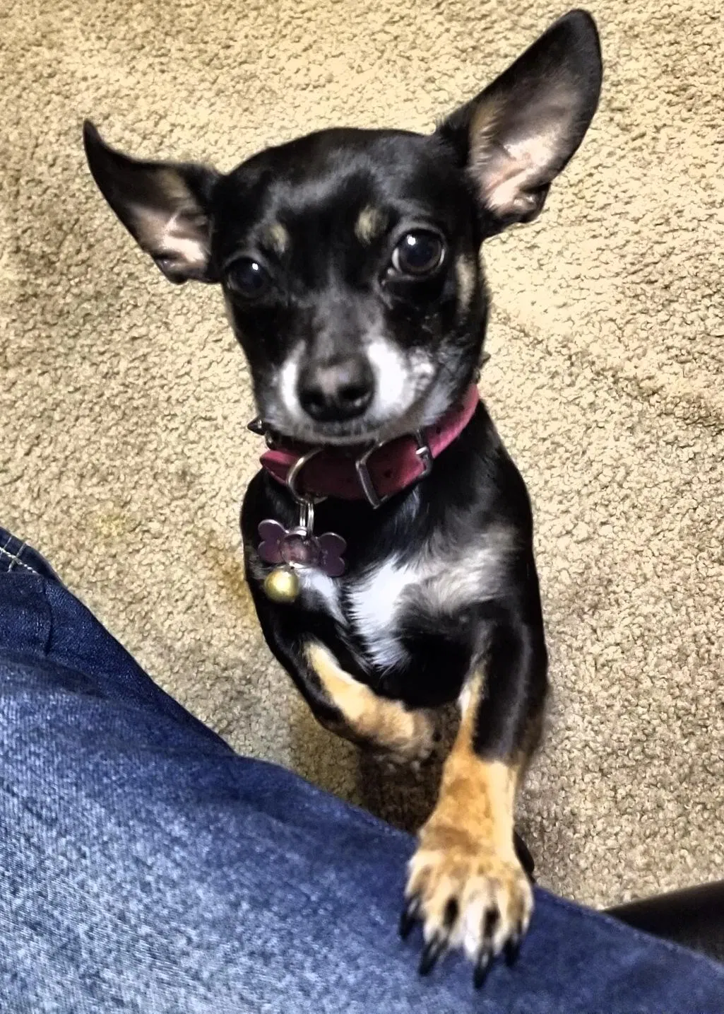 Lost dog in Albuquerque, NM, 87102