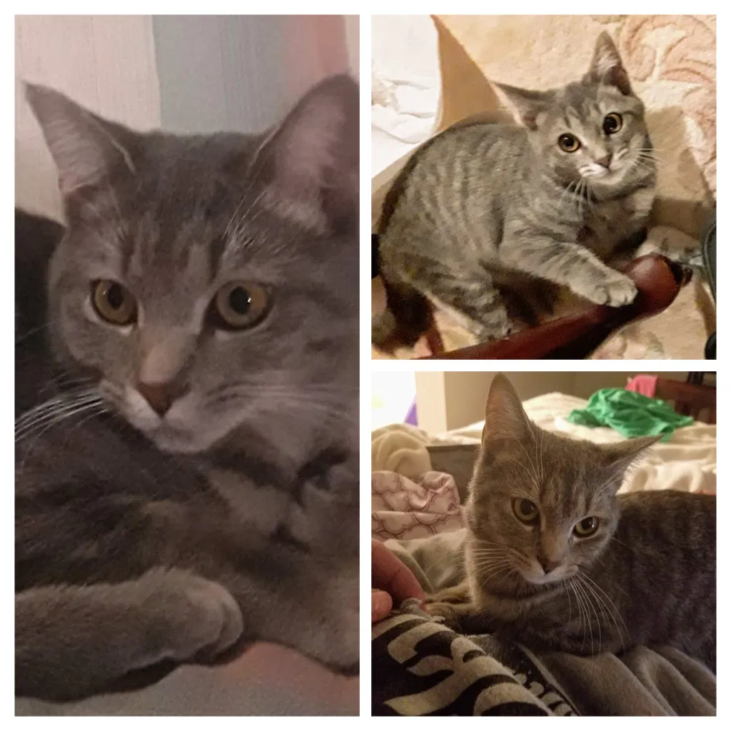 Lost cat in Chattanooga, TN, 37421