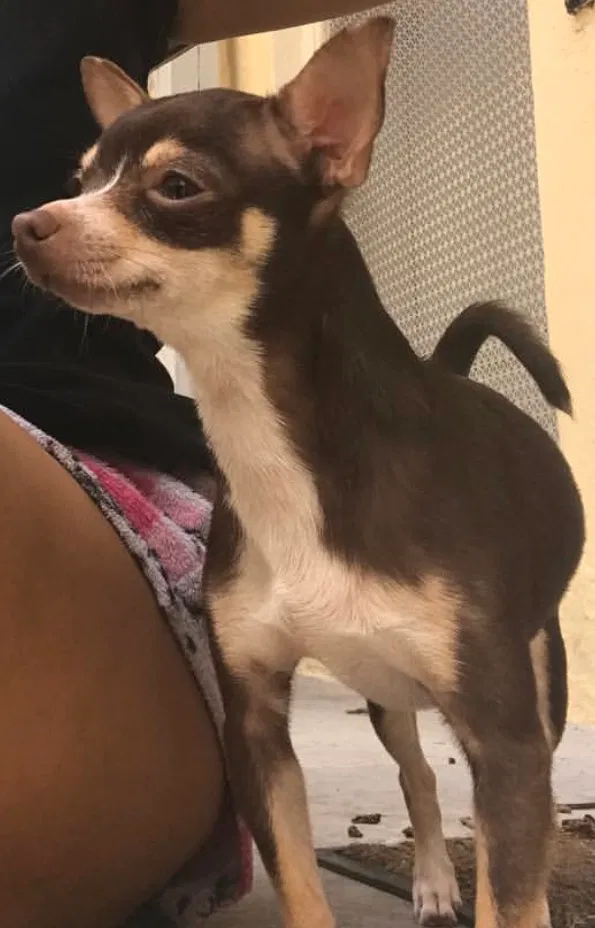 Lost dog in Miami, FL, 33142