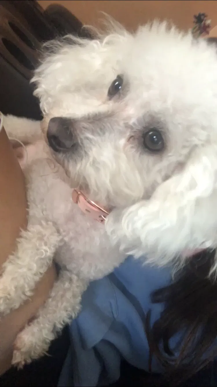 Lost dog in Anaheim, CA, 92802