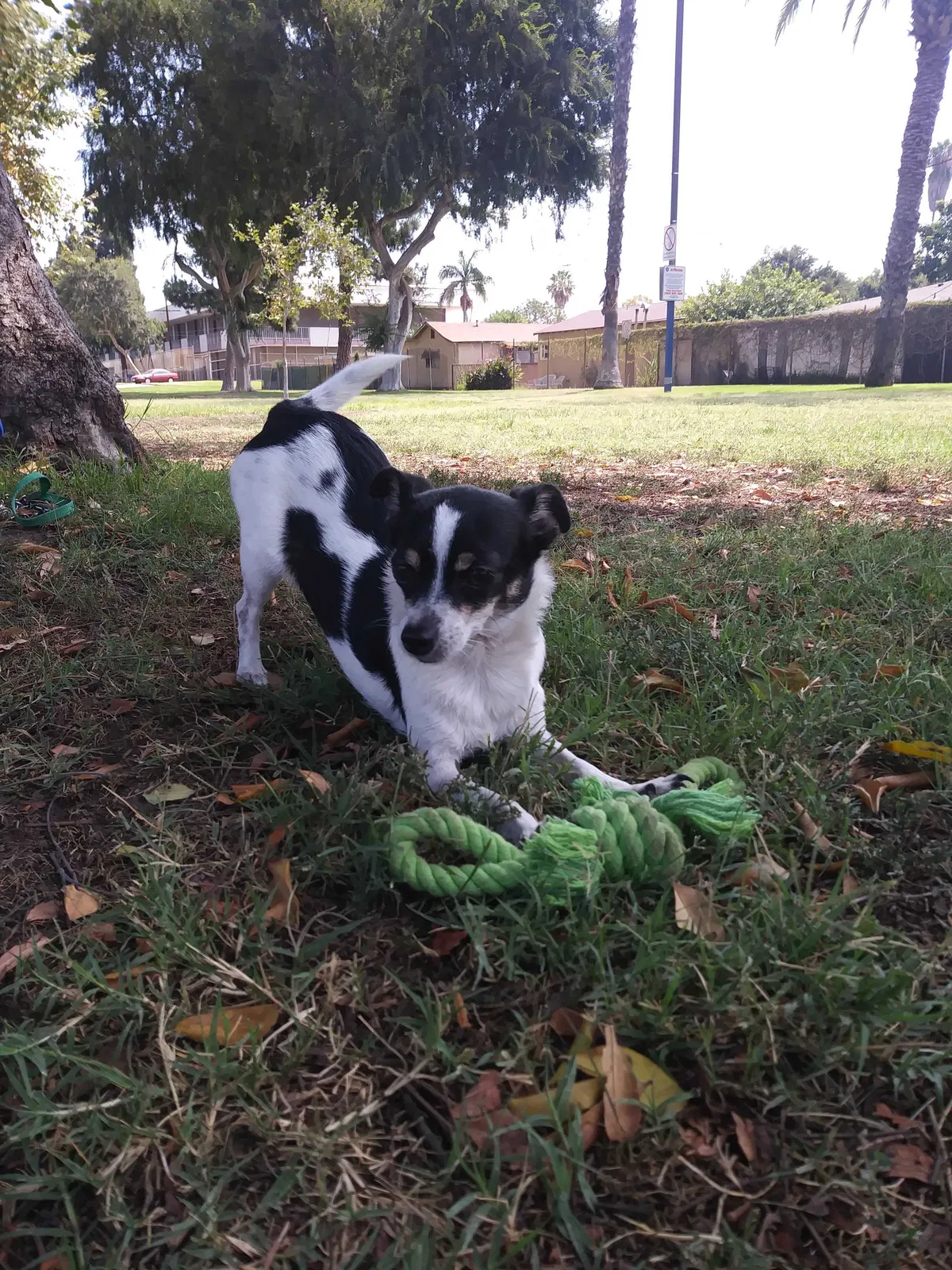 Lost dog in Los Angeles, CA, 90033