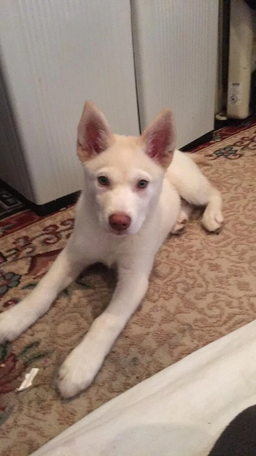 Lost dog in Candler, NC, 28715
