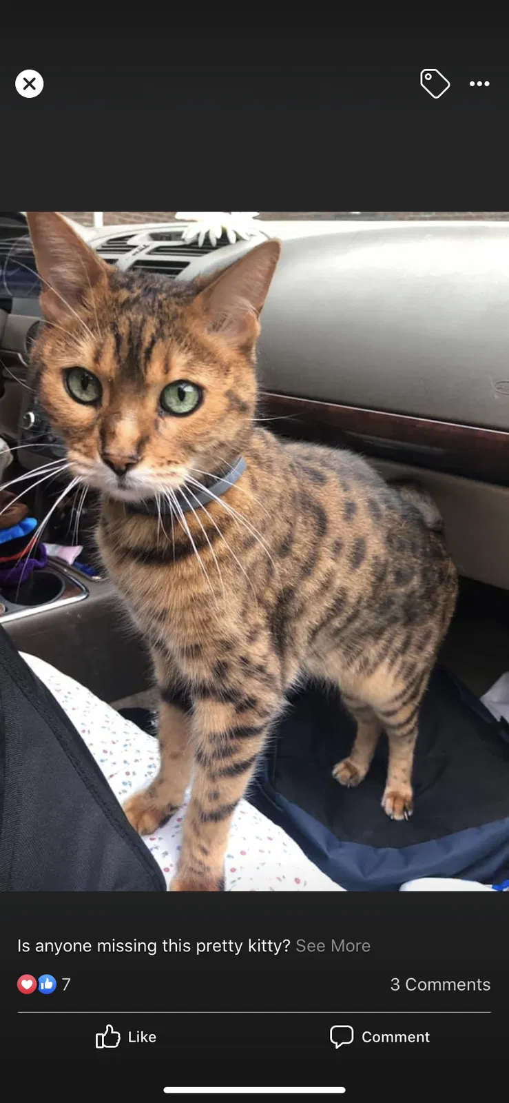 Lost cat in Weare, NH, 3281