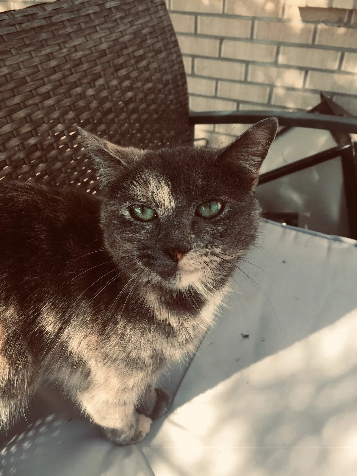 Lost cat in Brighton, CO, 80601