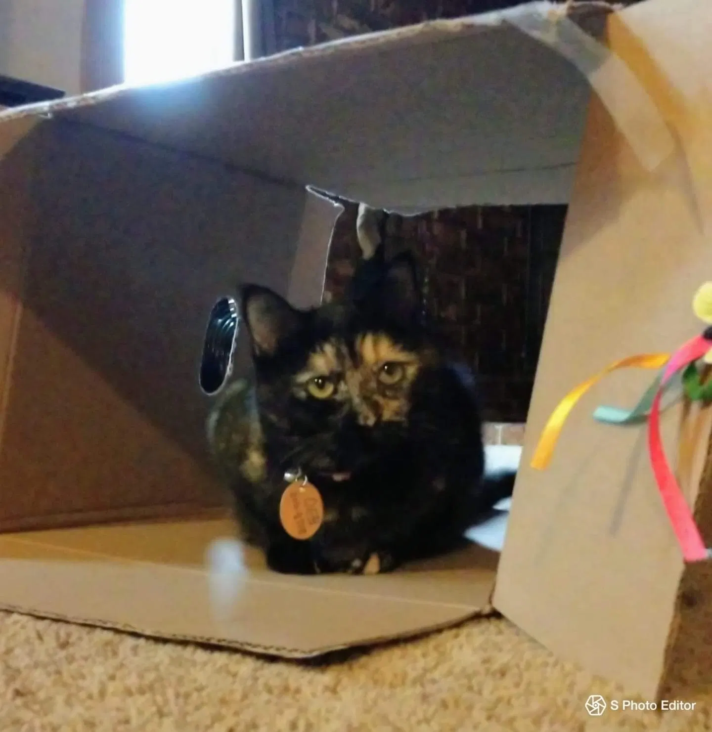 Lost cat in Wichita, KS, 67212