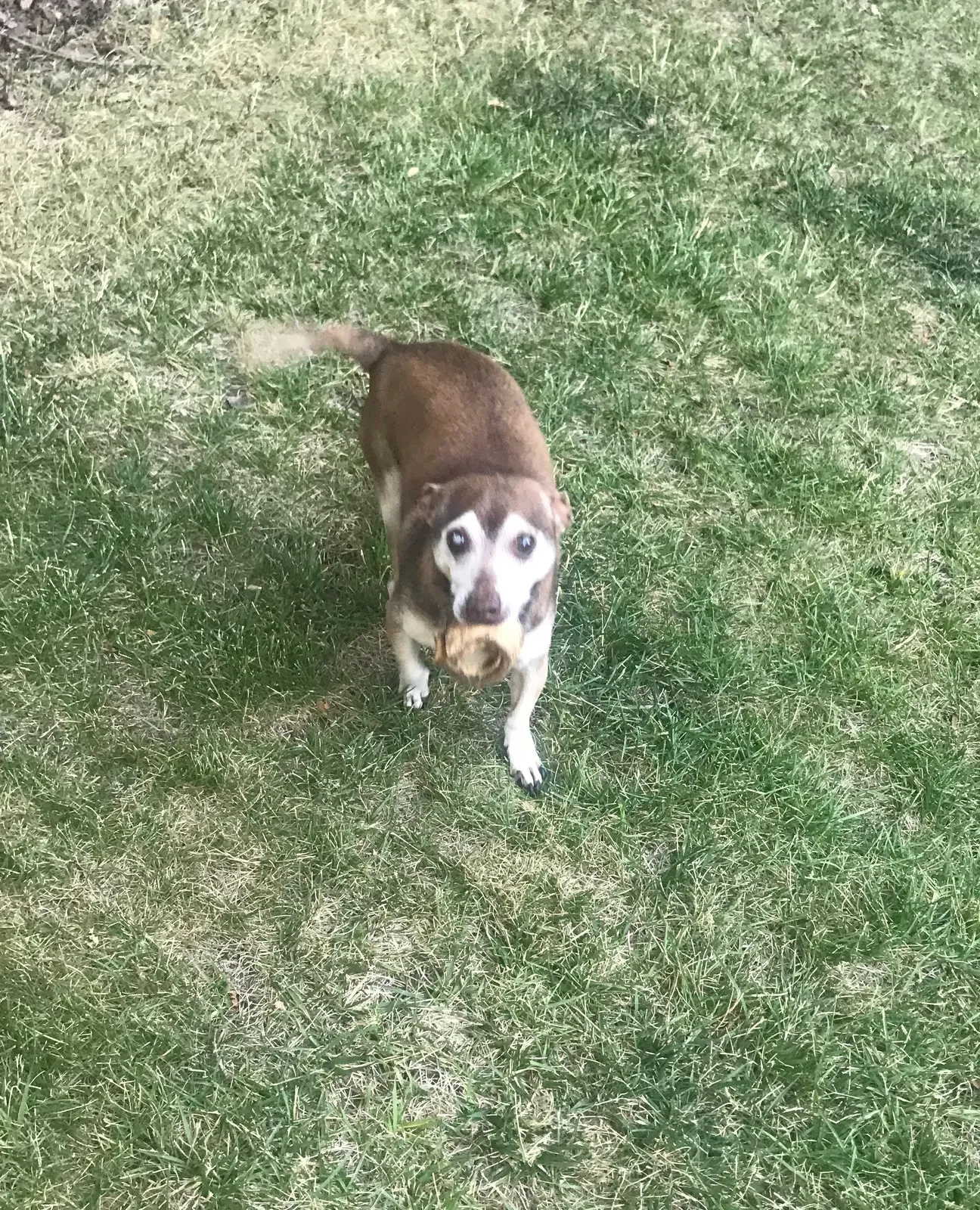 Lost dog in Cupertino, CA, 95014