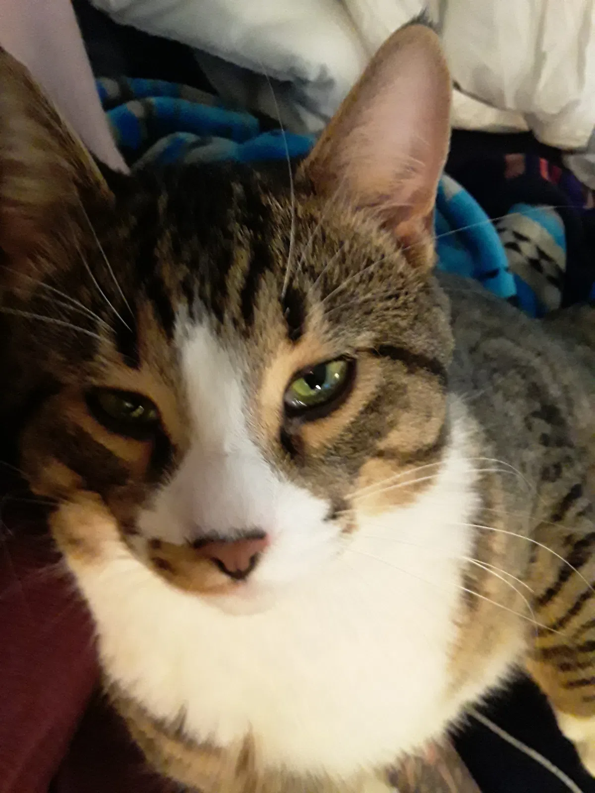Lost cat in Boulder, CO, 80305