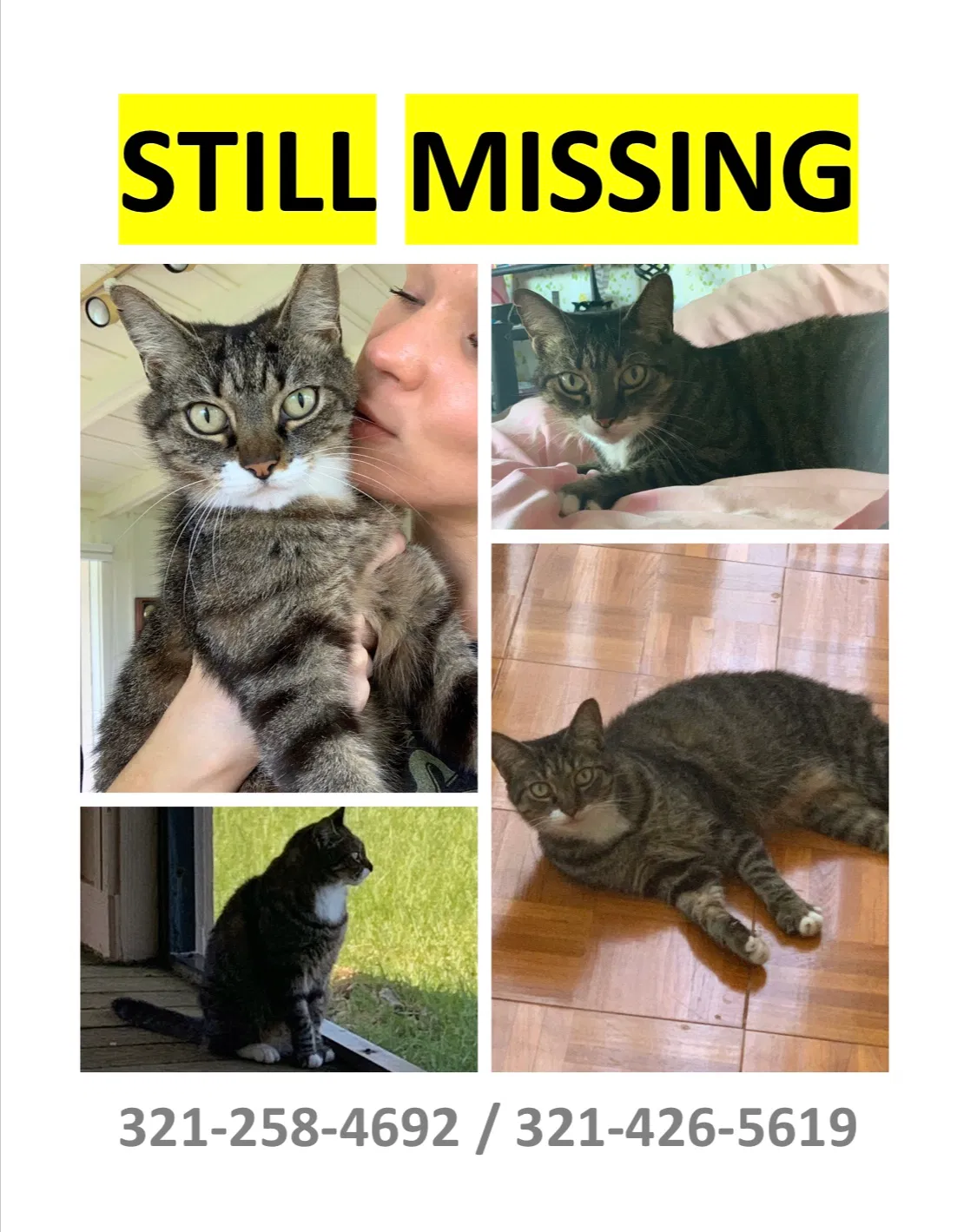Lost cat in Merritt Island, FL, 32952