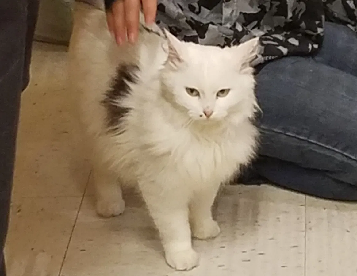 Lost cat in Loveland, CO, 80537