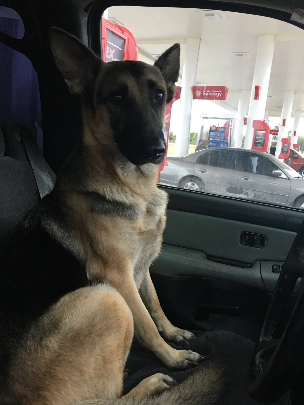 Lost dog in Elmendorf, TX, 78112