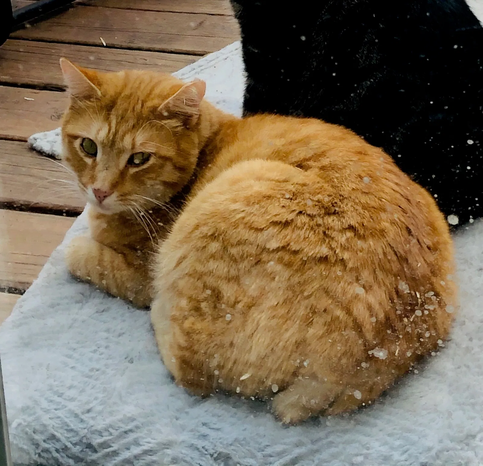 Lost cat in Brooklyn, NY, 11208