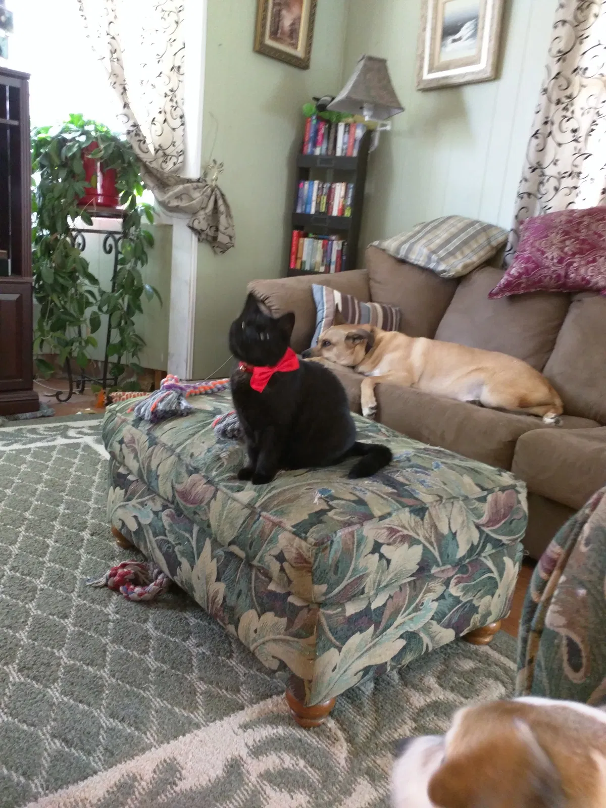 Lost cat in Lowell, MI, 49331