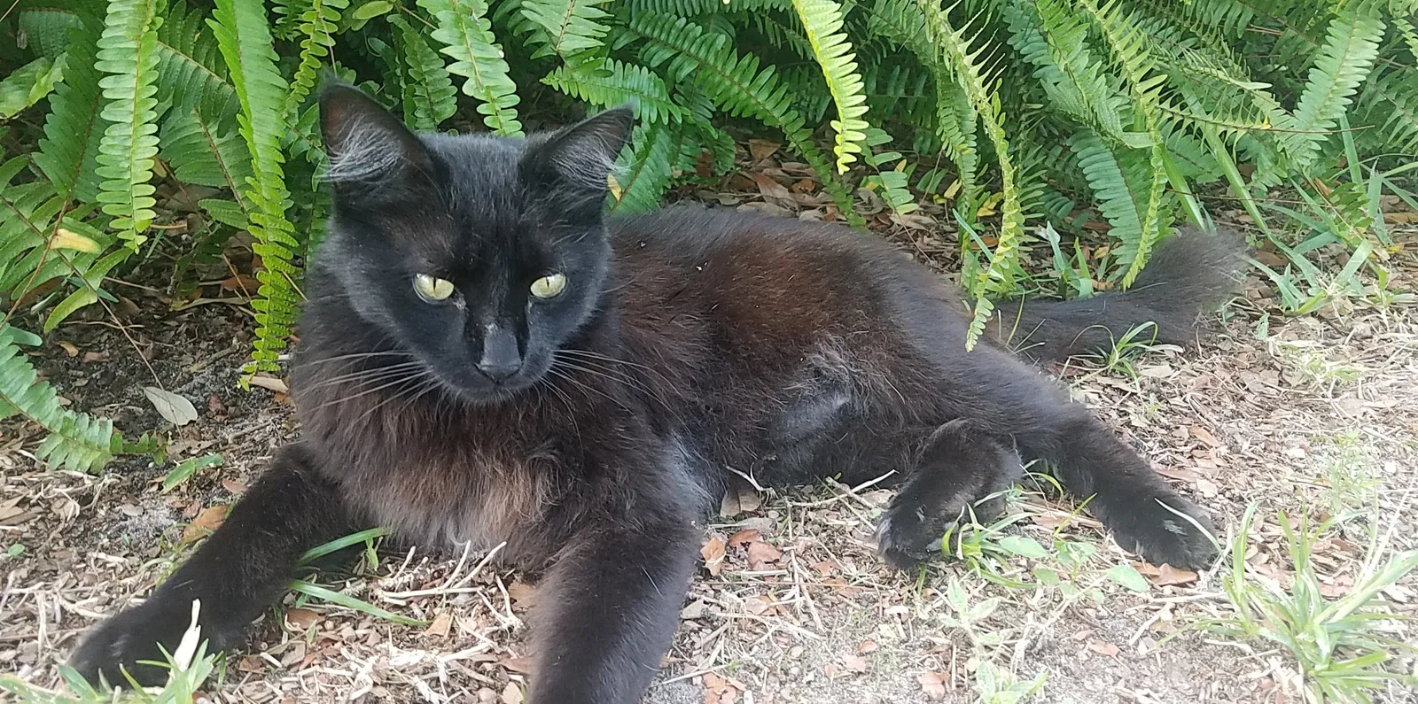 Lost cat in Palm Bay, FL, 32907