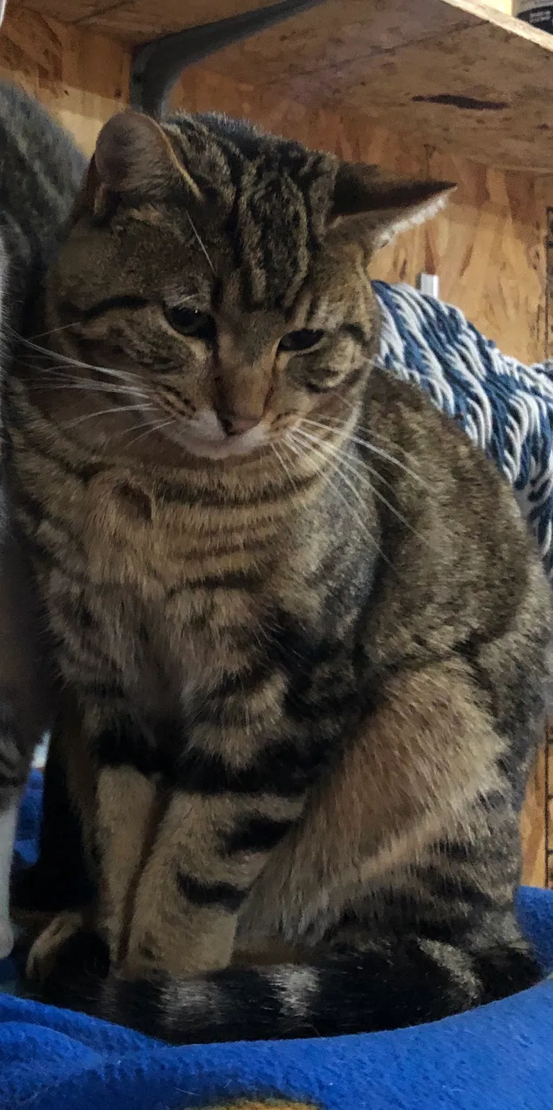 Lost cat in Saint Croix Falls, WI, 54024