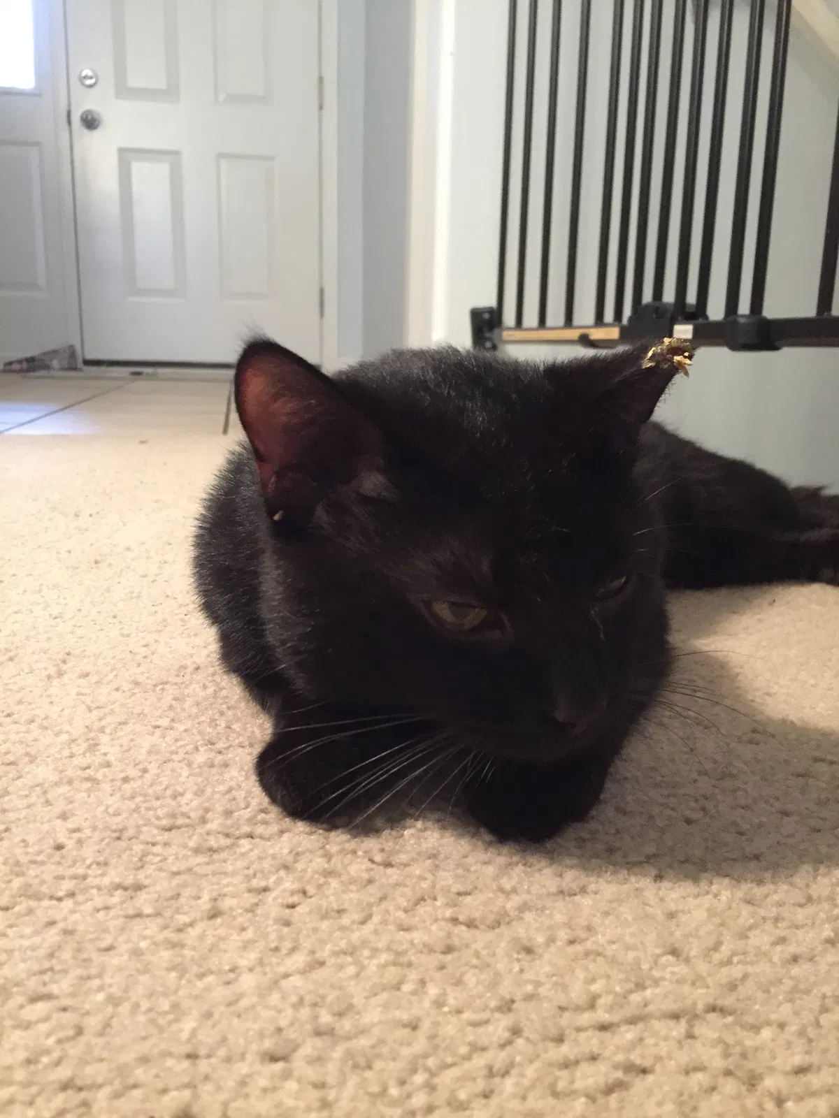 Lost cat in Elkhart, IN, 46517