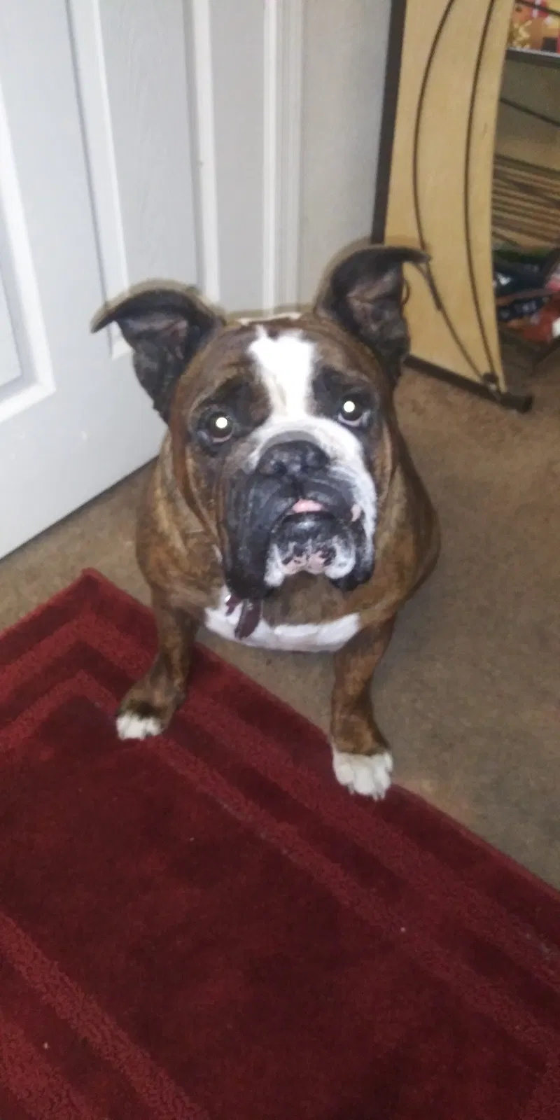 Lost dog in Tucson, AZ, 85713