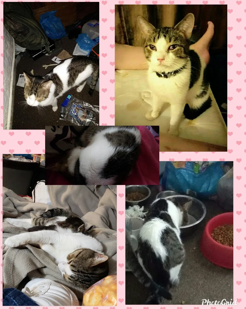 Lost cat in Louisville, OH, 44641