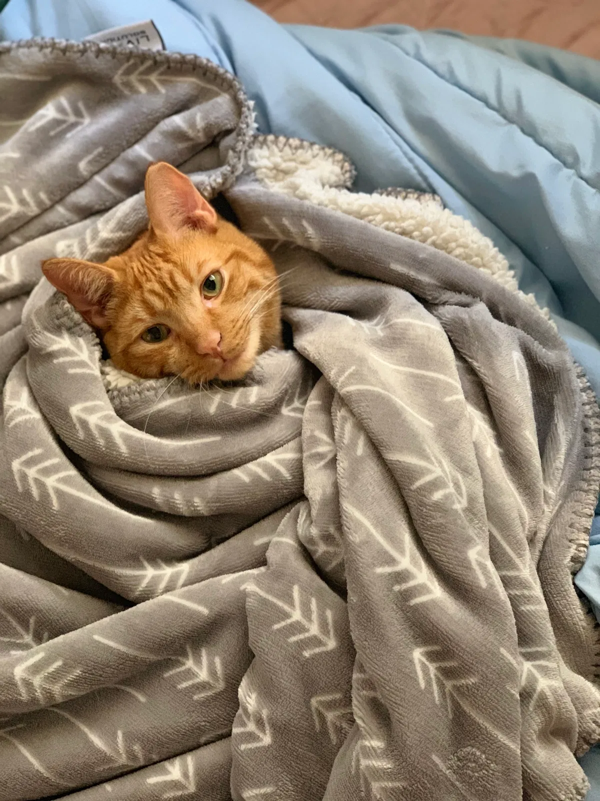 Lost cat in Miami Beach, FL, 33139