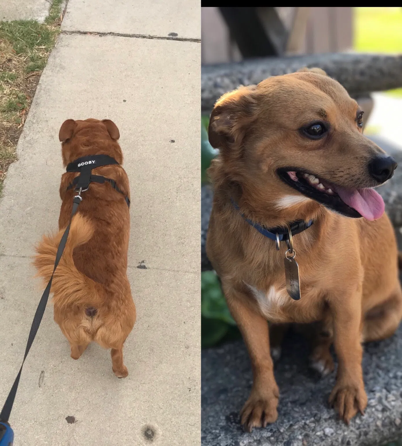 Lost dog in Fontana, CA, 92335