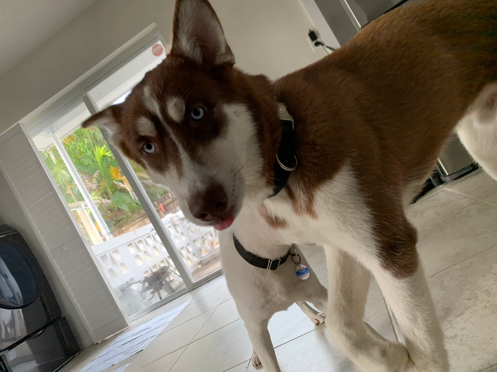 Lost dog in Miami, FL, 33144