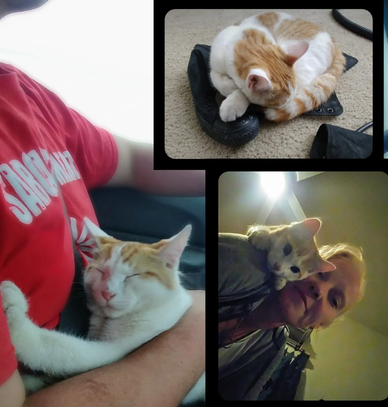 Lost cat in Maricopa, AZ, 85138