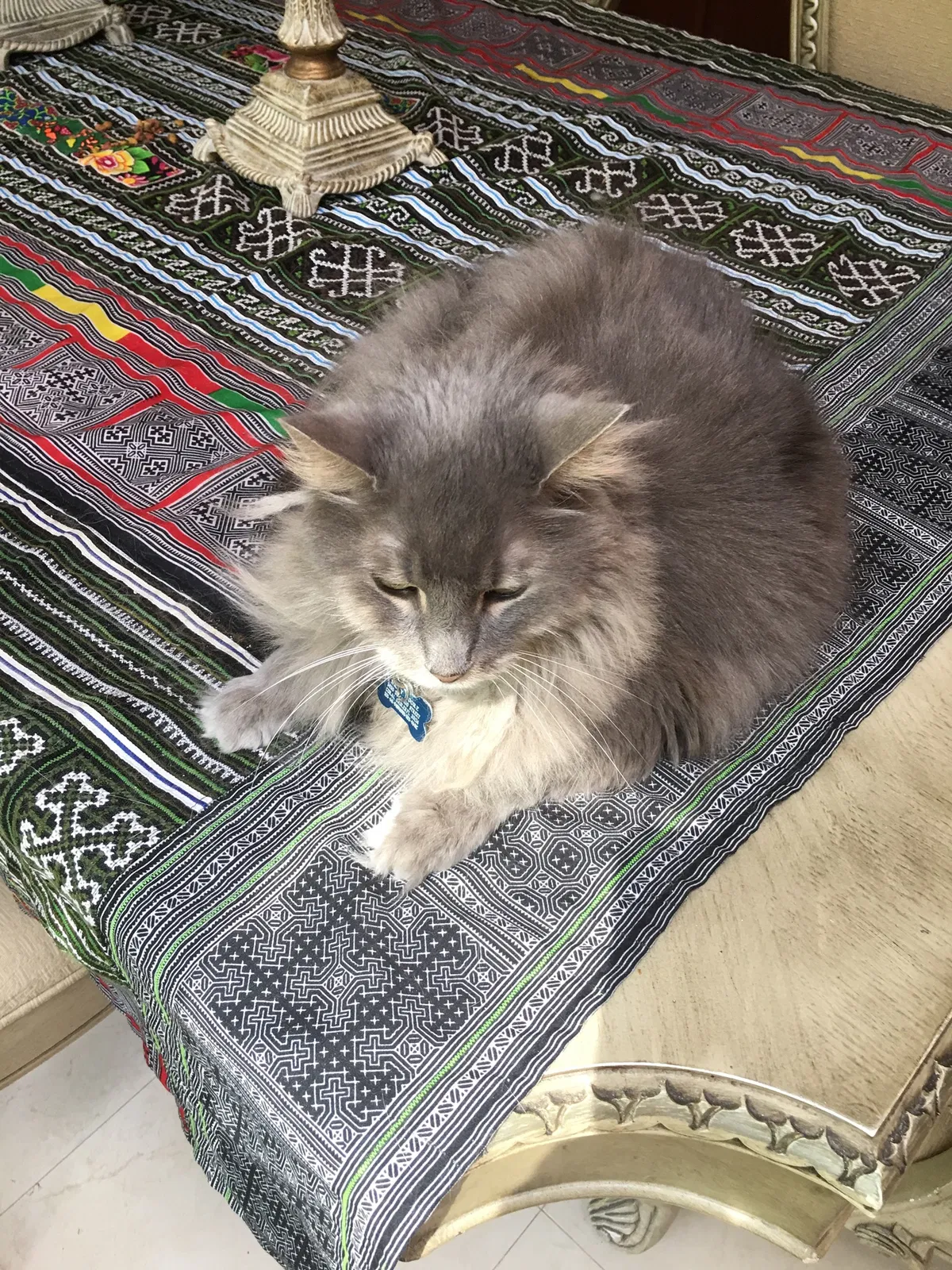Lost cat in Miami, FL, 33134