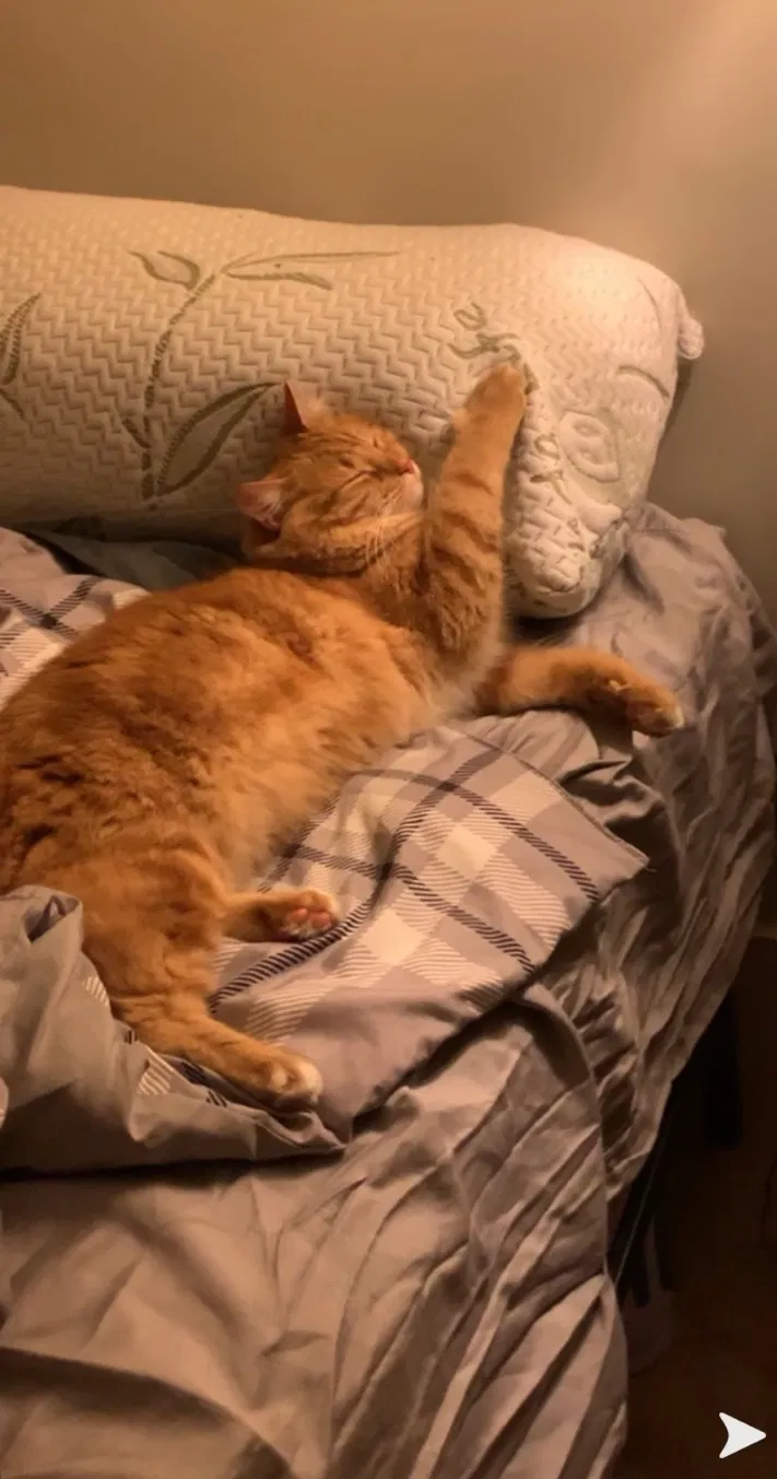 Lost cat in Kennesaw, GA, 30144