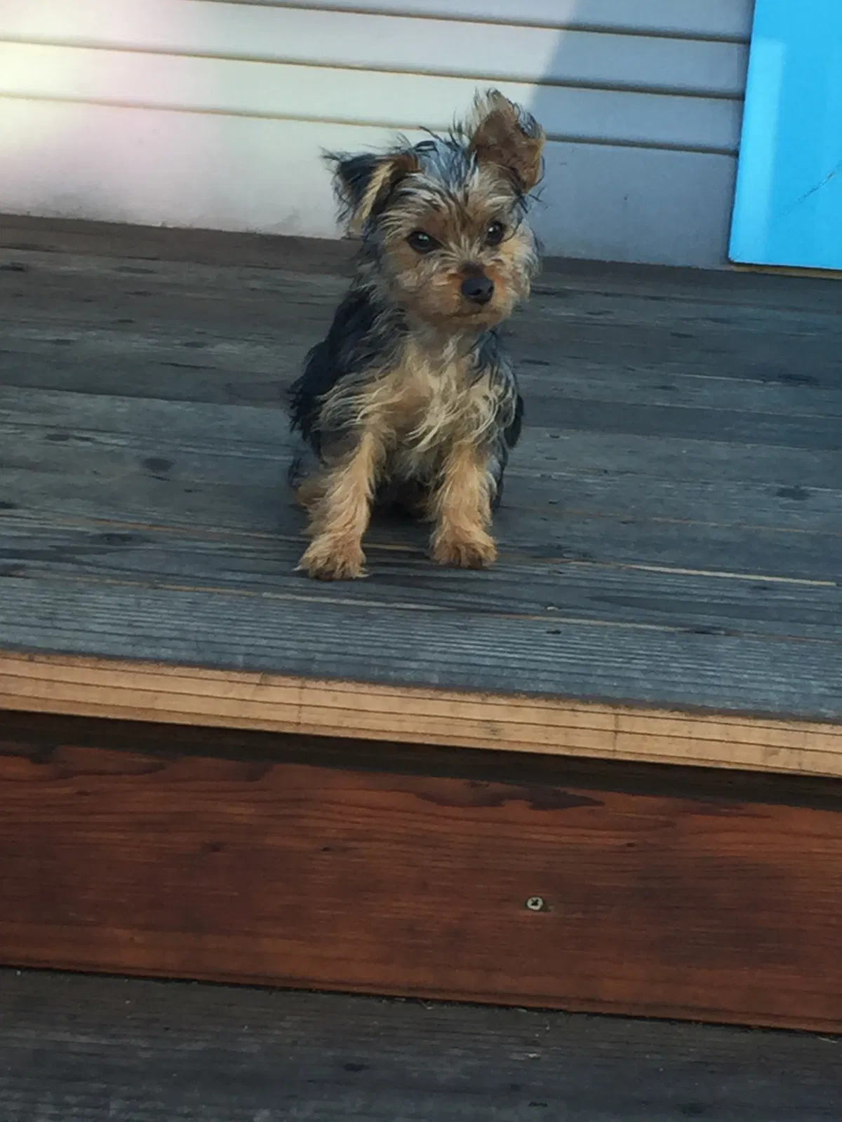 Lost dog in Oakland, CA, 94619