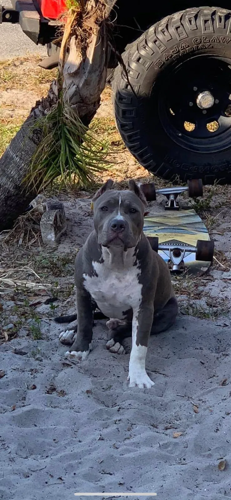 Lost dog in Lake Wales, FL, 33859